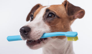 Dog with toothbrush