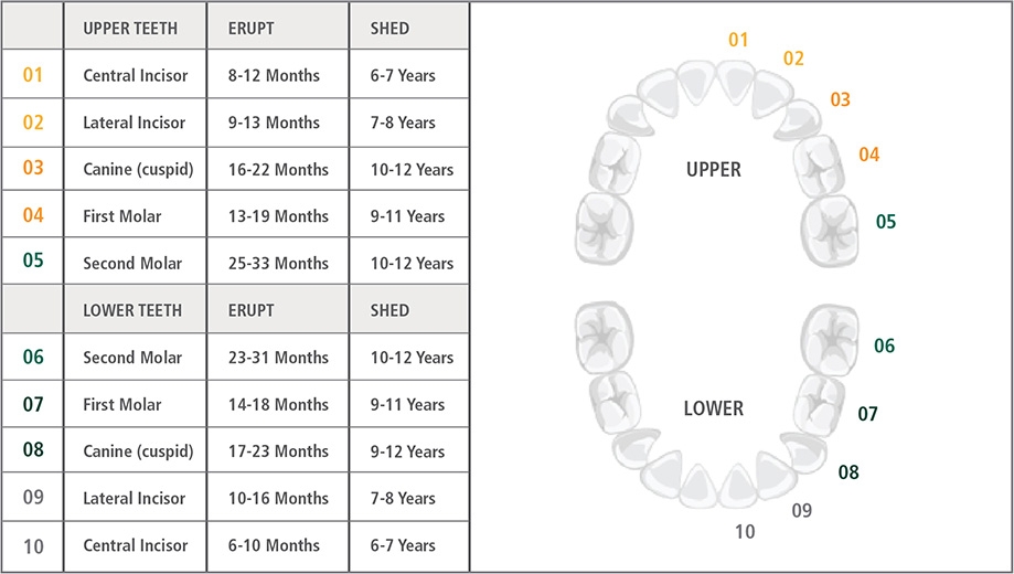 Children's Tooth Eruption Chart